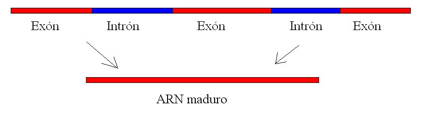 Maduración ARN