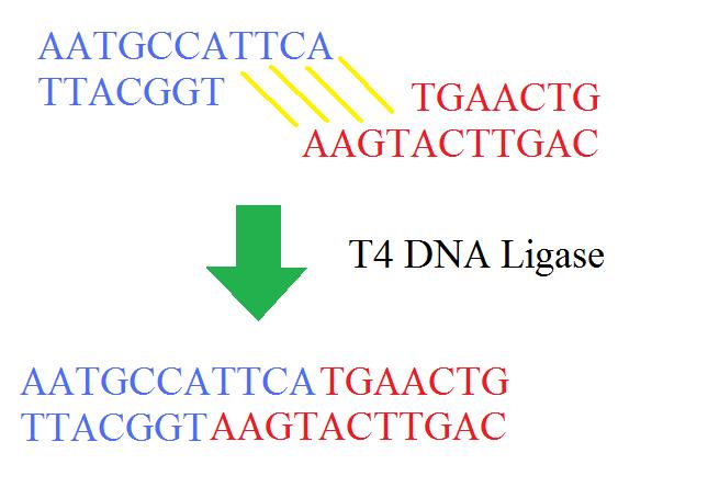 Ligasa