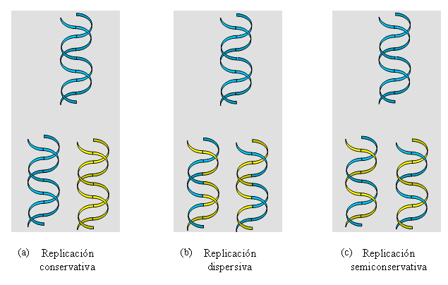 Hipótesis replicación