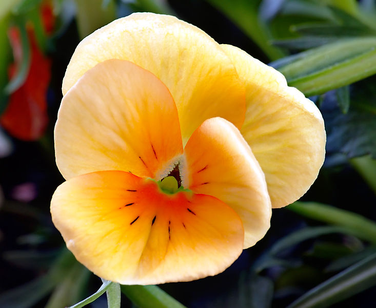Violeta de color amarillo