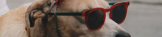 Hund mit Brille