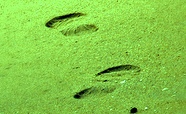 Pasos