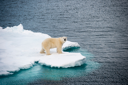 Imagen que muestra un oso polar sobre bloque de iceberg.
