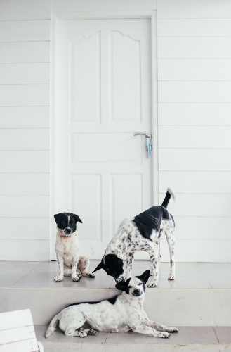 La imagen muestra tres perros blanco y negros delante de una puerta de madera de color blanco.