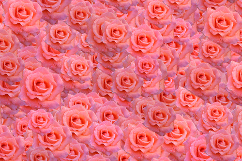 La imagen muestra un fondo lleno de rosas de color rosa.