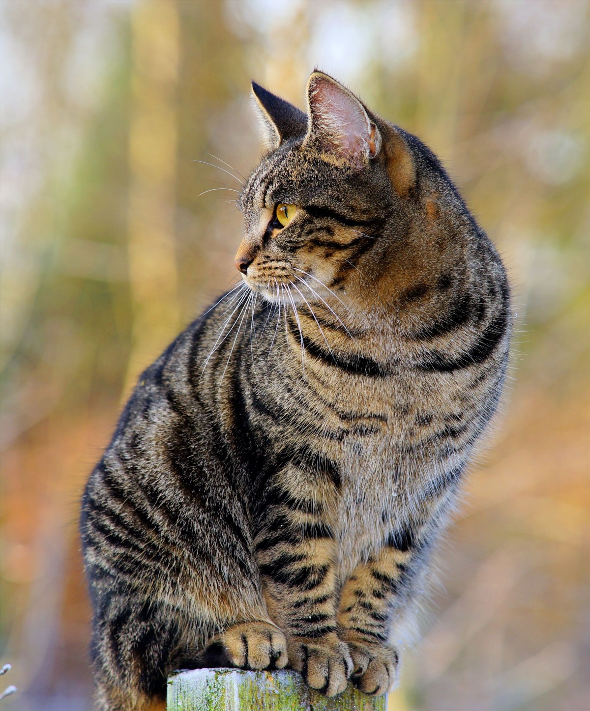 Imagen de un gato sentado mirando hacia atrás