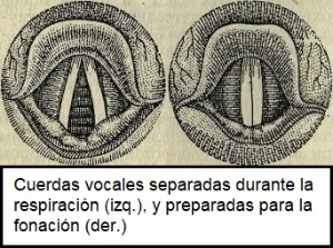 Cuerdas vocales. Grabado de las cuerdas vocales abiertas y cerradas.
