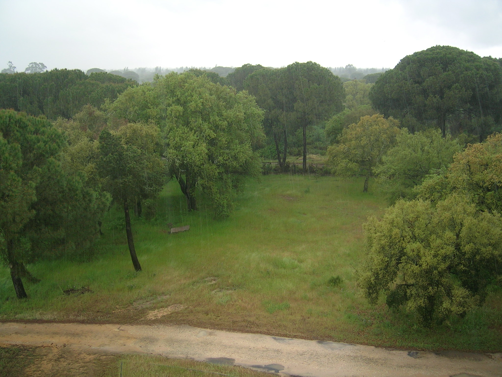 Los Pinares del Coto de Doñana en Huelva son un buen ejemplo de la vegetación Mediterránea en zonas litorales y arenosas.