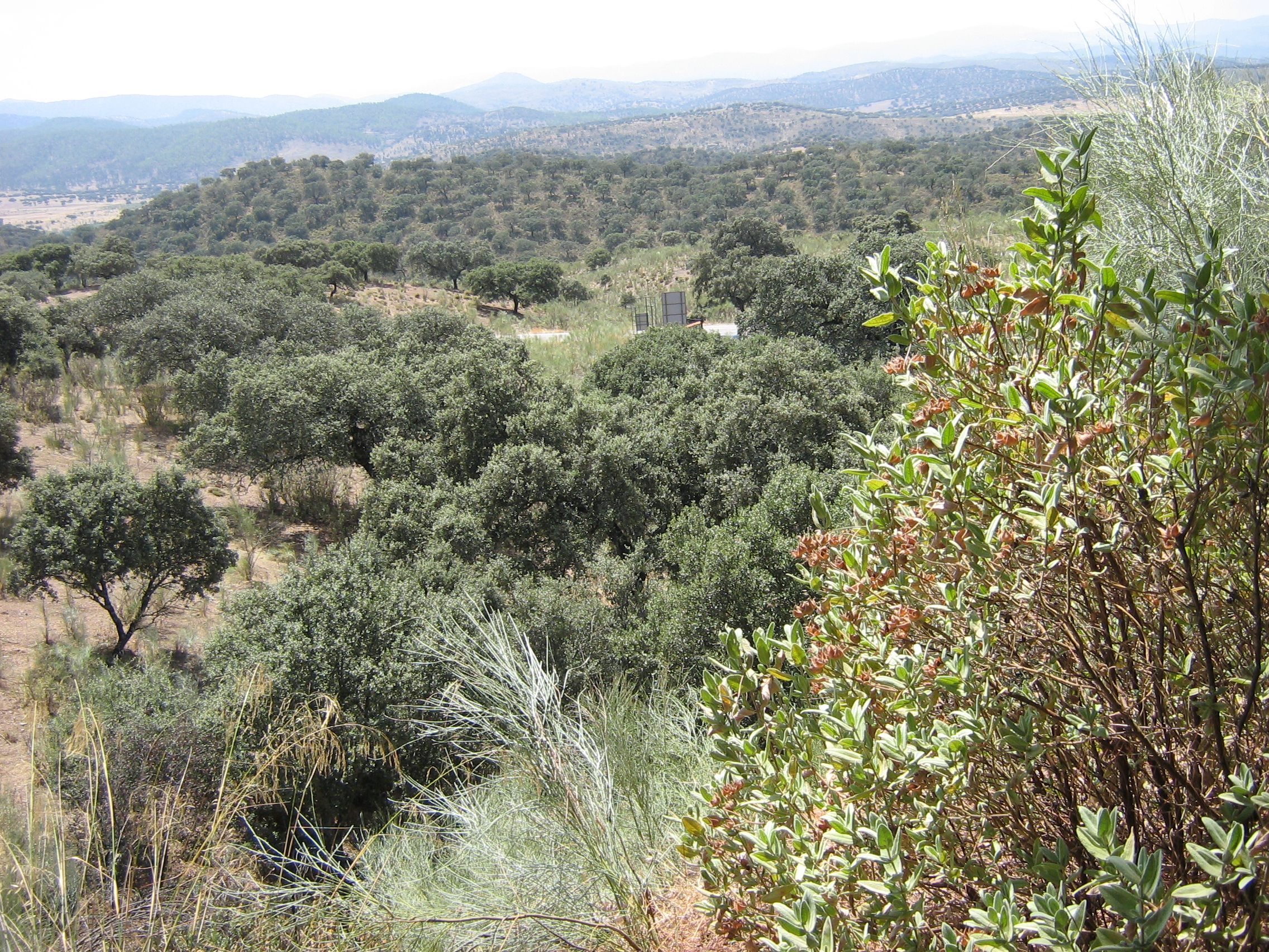 Paisaje característico de Sierra Morena en la provincia de Jaén.