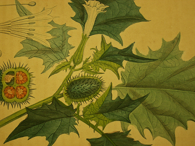 Dibujo de plantas medicinales