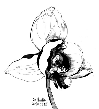Dibujo de una orquídea
