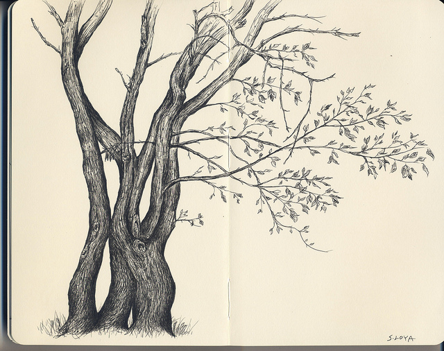 Dibujo de un árbol