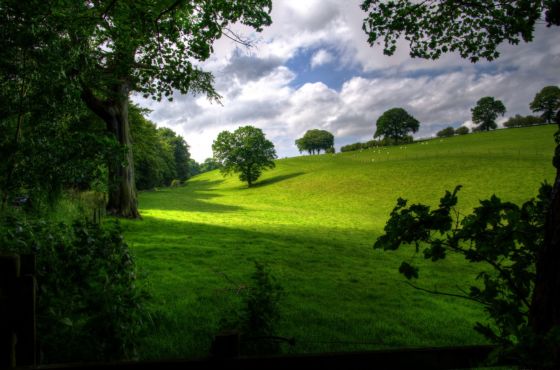 Paisaje bosque verde donde se divisa un cielo azul con nubes blancas