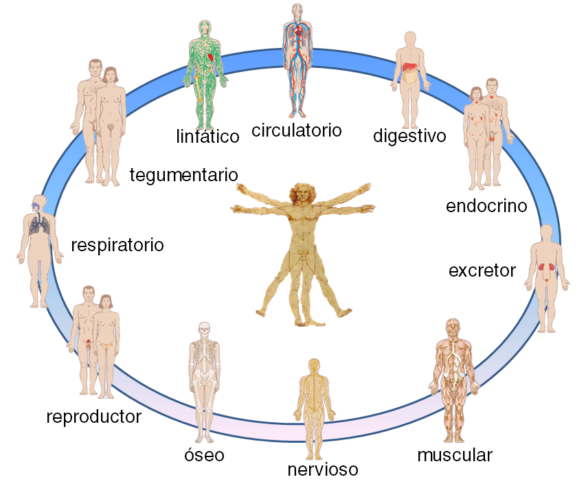 aparatos y sistemas