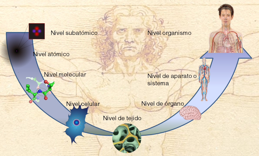 niveles organizacion