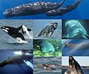 La imagen muestra varios cetáceos como la ballena.