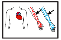 La imagen muestra un corazón, las venas y las arterias.