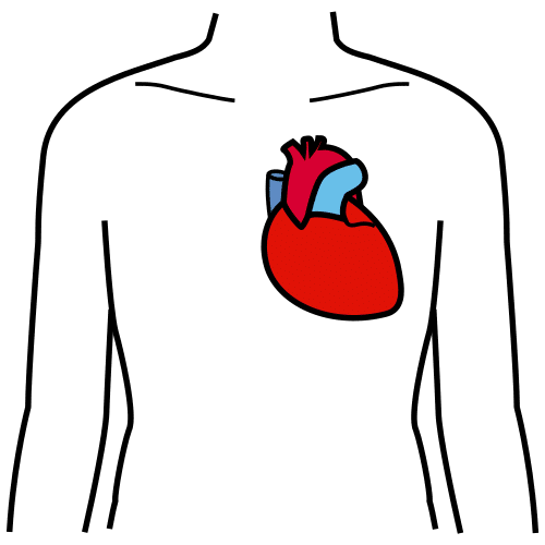 La imagen muestra un corazón en el interior de un cuerpo humano