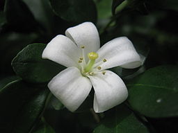 La imagen muestra una flor 