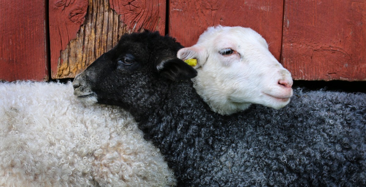 La imagen muestra las cabezas de dos ovejas