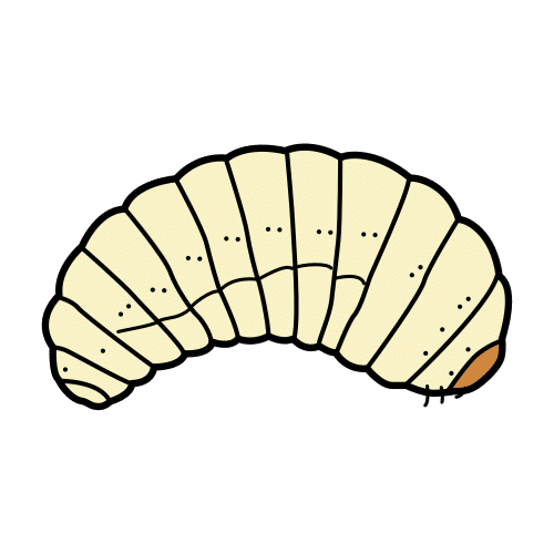 Imagen de una larva de color carne