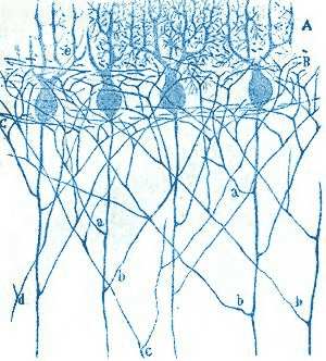 Dibujo de neuronas realizado por Ramn y Cajal