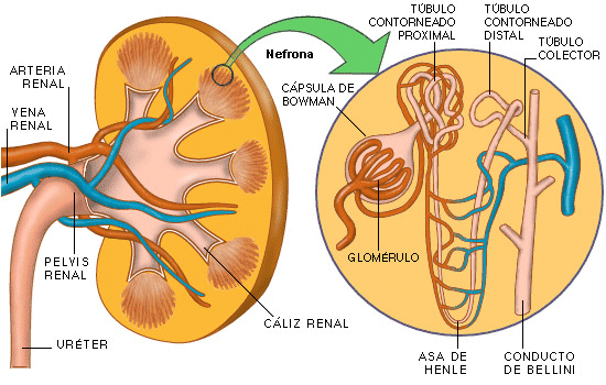 La orina se forma en los glomrulos y tbulos renales, y es conducida a la pelvis renal por los tbulos colectores. Luego pasa a la pelvis renal hasta los urteres.