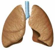Anatoma y Fisiologa del Aparato Respiratorio