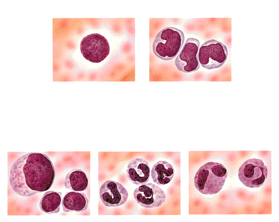 Clulas sanguneas o "elementos" formes de la sangre