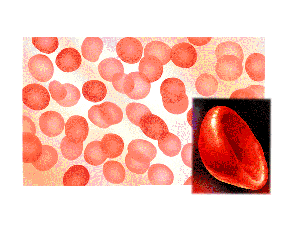 Clulas sanguneas o "elementos" formes de la sangre