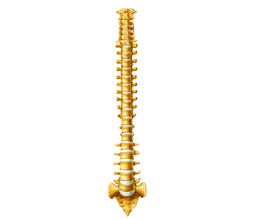 Columna vertebral vista de frente