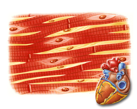 Musculatura cardiaca