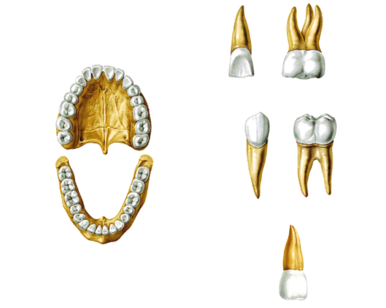 Los tipos de dientes