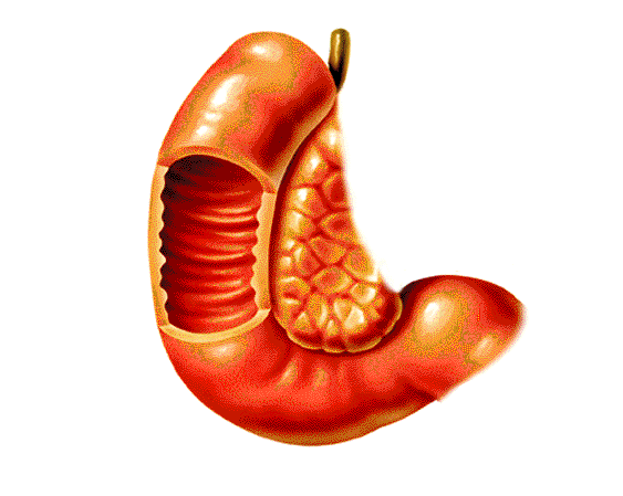La primera parte del intestino delgado es el duodeno. En l son vertidos el jugo pancretico y la bilis.