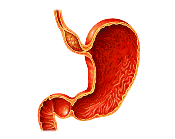 El interior del estmago