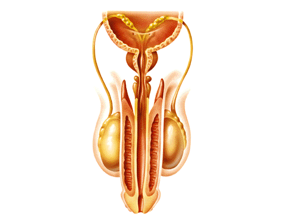 En el hombre la uretra es un conducto urinario y tambin reproductor...