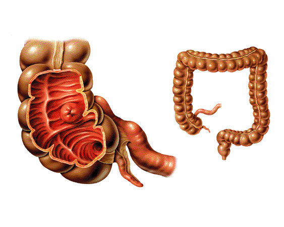 En el intestino grueso se absorbe agua hacia la sangre y se van formano las heces fecales...