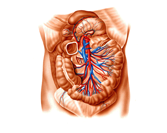 Ramificaciones de las arterias y venas abdominales