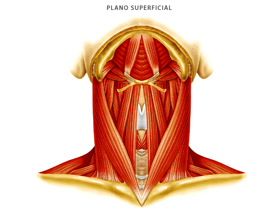 Msculos del cuello (plano superficial)
