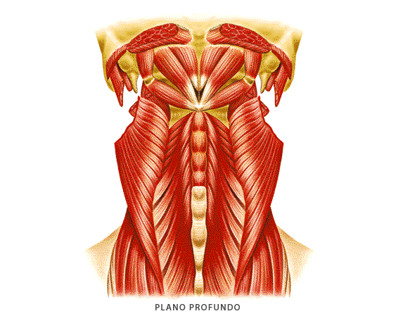 Msculos del cuello (plano profundo)