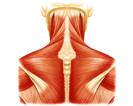 Msculos del cuello y la espalda