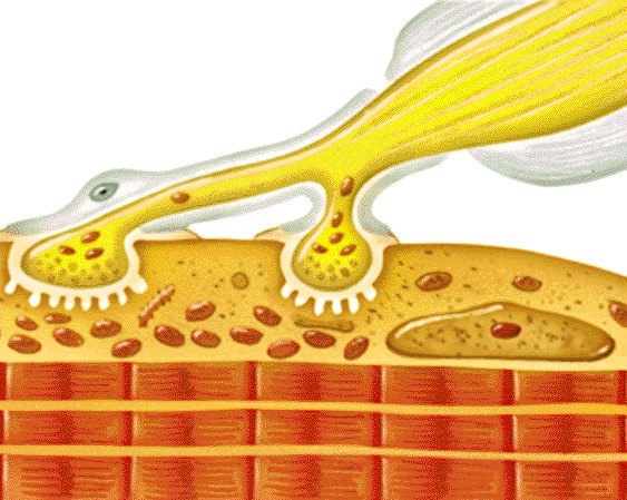 Los msculos se contraen o relajan de acuerdo con las rdenes del Sistema Nervioso. Las terminaciones nerviosas que conectan con los msculos son las PLACAS MOTORAS