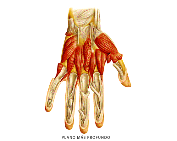 Msculos de la mano (ms profundo)