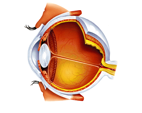 Anatoma del globo ocular