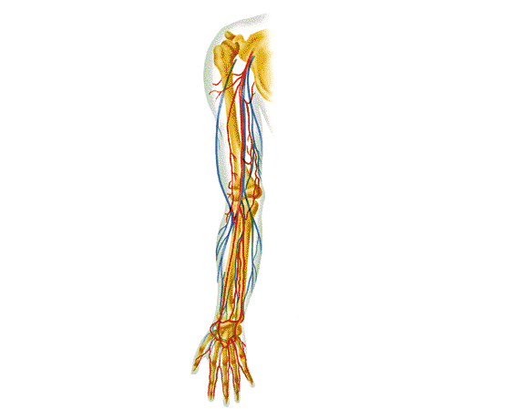 Ramificaciones de las arterias y venas del brazo