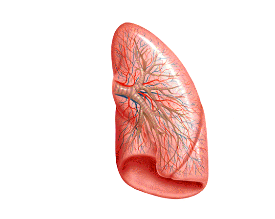 Ramificaciones de las arterias y venas pulmonares