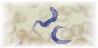 Dos Trypanosomas y glbulos rojos de la sangre