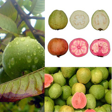 Fruto del guayabo
