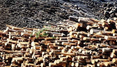 Madera de los bosques