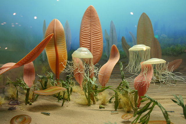 Fauna de Ediacara